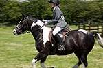 Wanborough Horse and Dog show